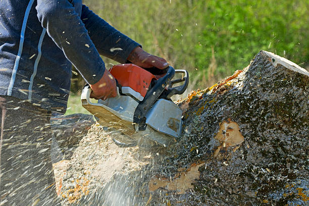 Reliable Tipton, CA Tree Service Solutions